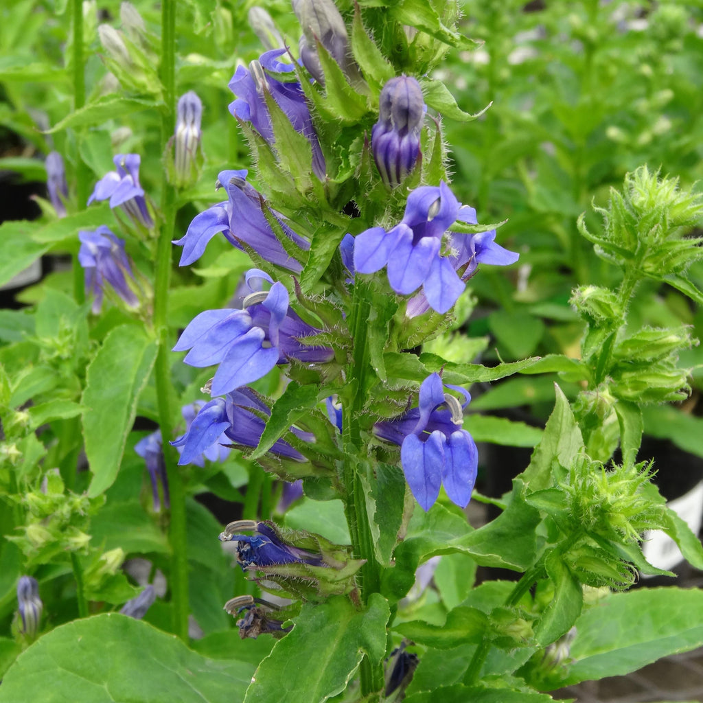 lobelia GREAT BLUE Cardinal siphilitica Flower native hardy perennial = 1 Potted Garden Plant
