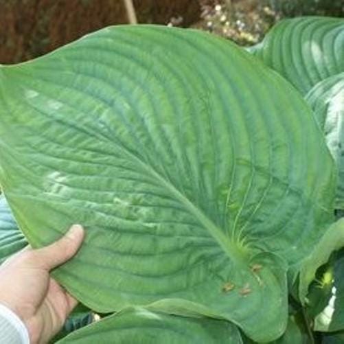 hosta EMPRESS WU large thick giant huge gigantic Proven Winners green perennial = 1 Potted Garden Plant