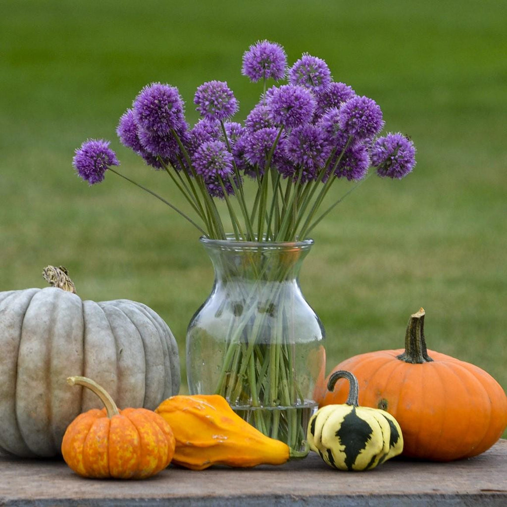 allium MEDUSA ornamental onion purple tall nodding herb bulb hardy perennial = 1 Potted Garden Plant