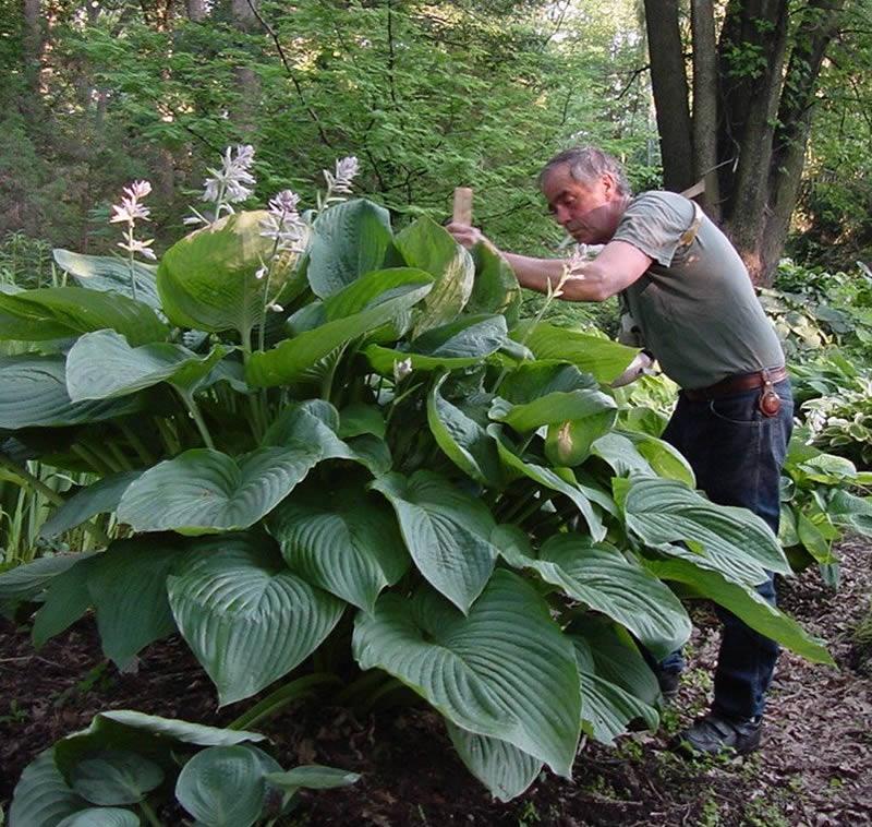 hosta EMPRESS WU large thick giant huge gigantic Proven Winners green perennial = 1 Potted Garden Plant