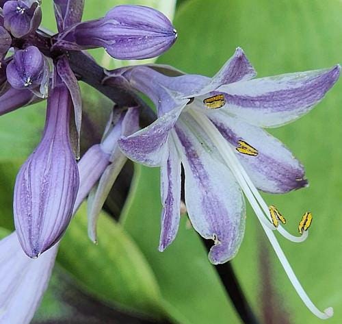 hosta CALM BEFORE the STORM medium yellow blue green rare colorful perennial = 1 Potted Garden Plant