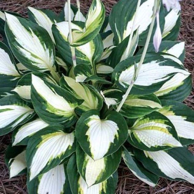 hosta VULCAN medium thick white tricolor Designer hostas slug resistant disease-free = 1 Potted Garden Plant
