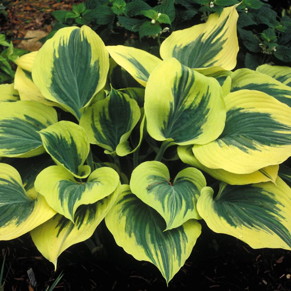 hosta LIBERTY large thick popular famous Hosta of the Year 2012 roots perennial = 1 Potted Garden Plant