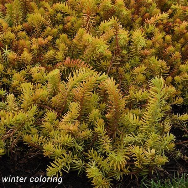 sedum ANGELINA yellow groundcover succulent drought tolerant short easy hardy perennial = 1 Potted Garden Plant