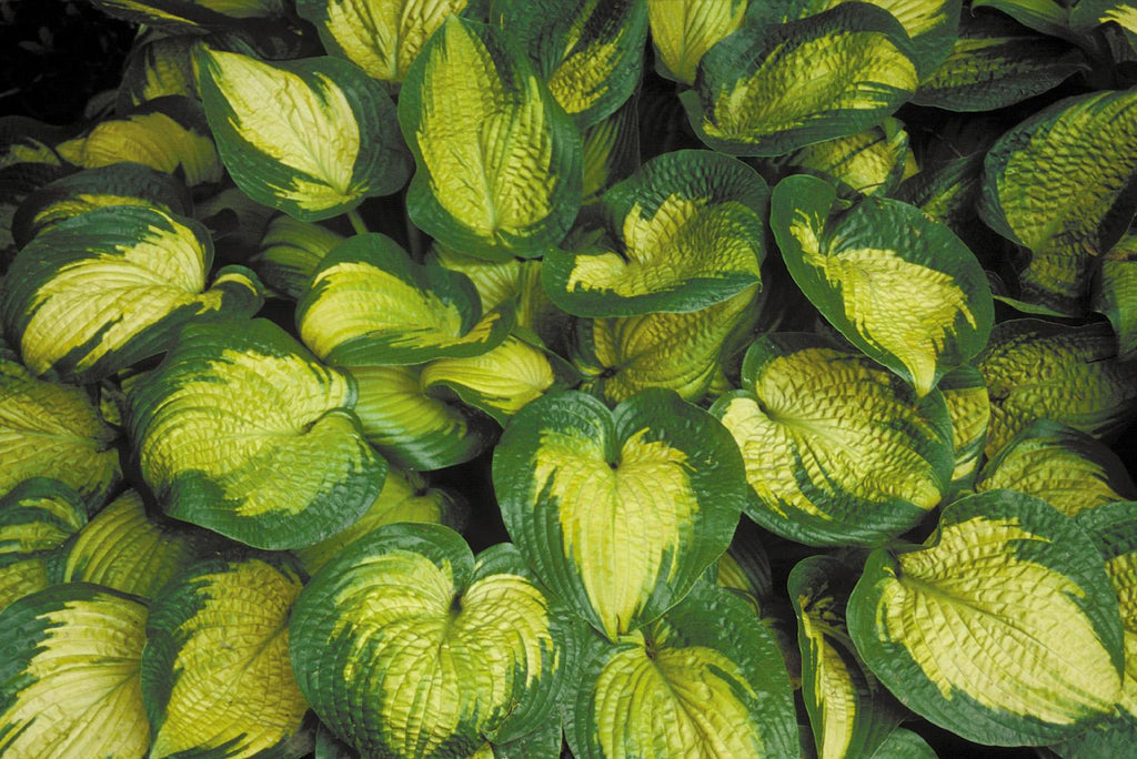 hosta PARADIGM large beautiful colorful corrugated perennial = 1 Potted Garden Plant