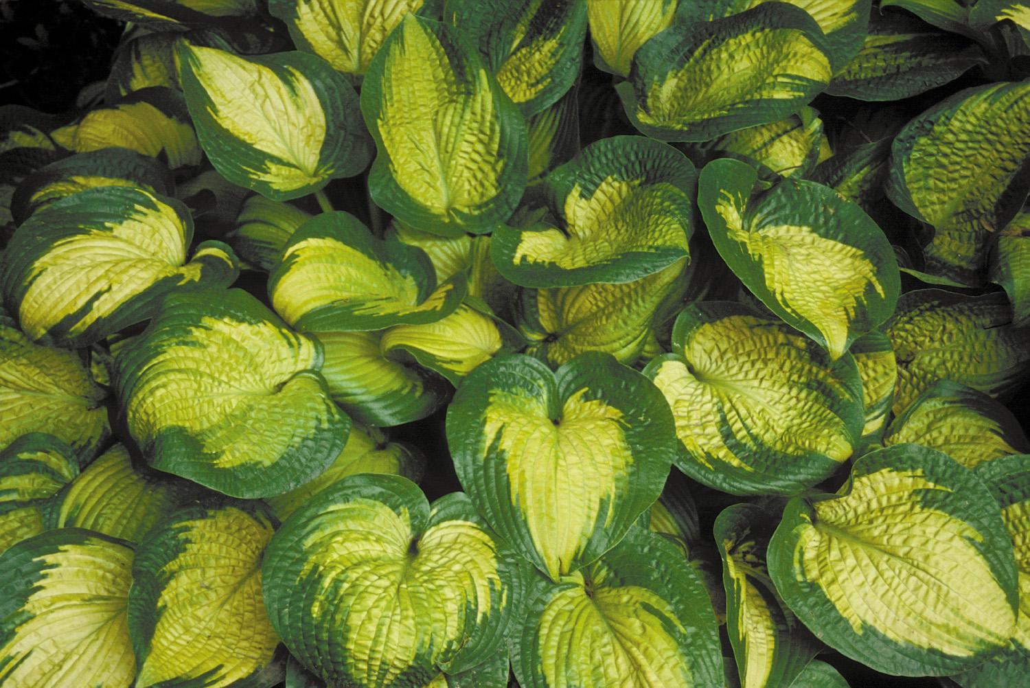 hosta PARADIGM large thick slug resistant beautiful colorful Hosta Of The Year 2007 corrugated perennial = 1 Potted Garden Plant