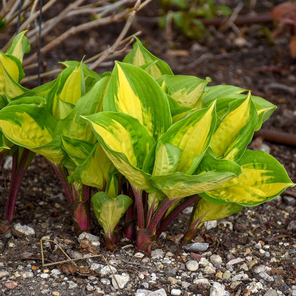 hosta ISLAND BREEZE small yellow red colorful flowers fast variegated shade part sun perennial = 1 Potted Garden Plant