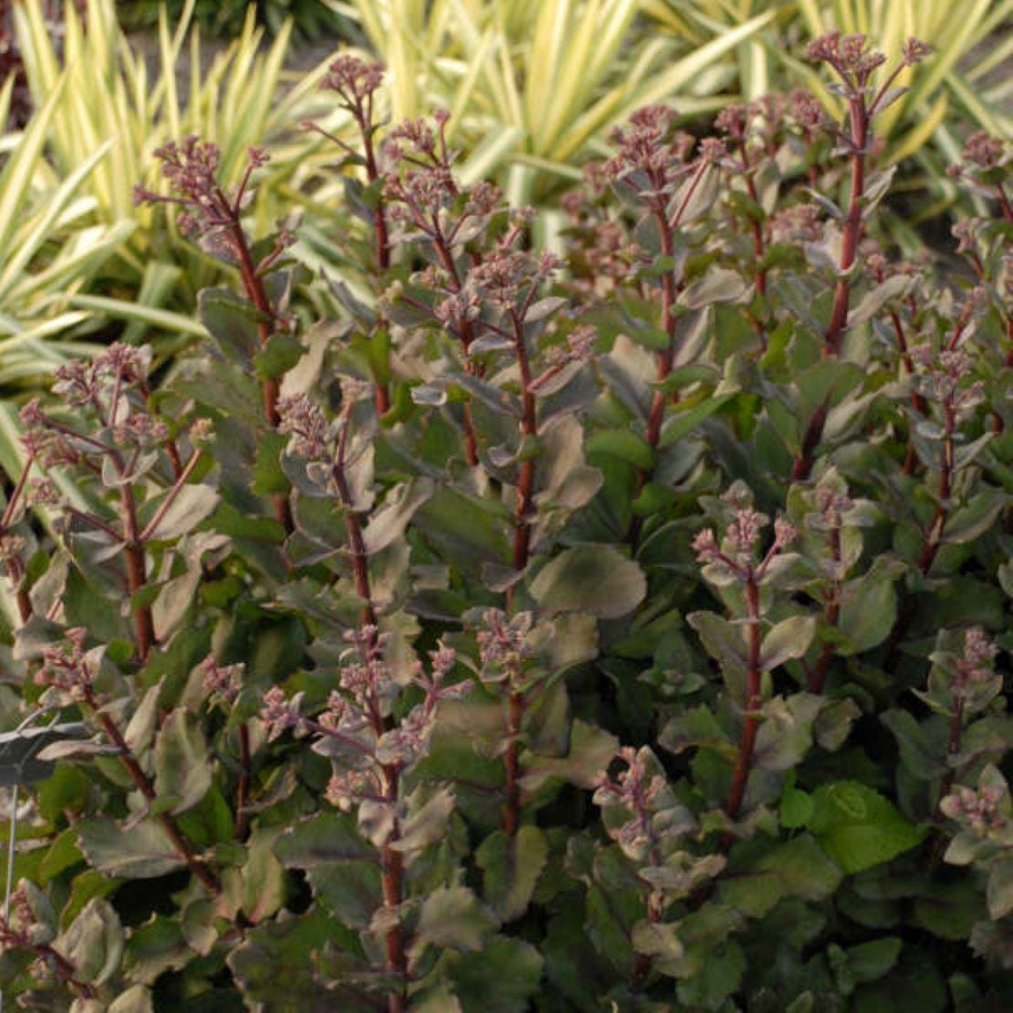 sedum CRAZY RUFFLES upright stonecrop succulent wavy thick hardy perennial = 1 Potted Garden Plant