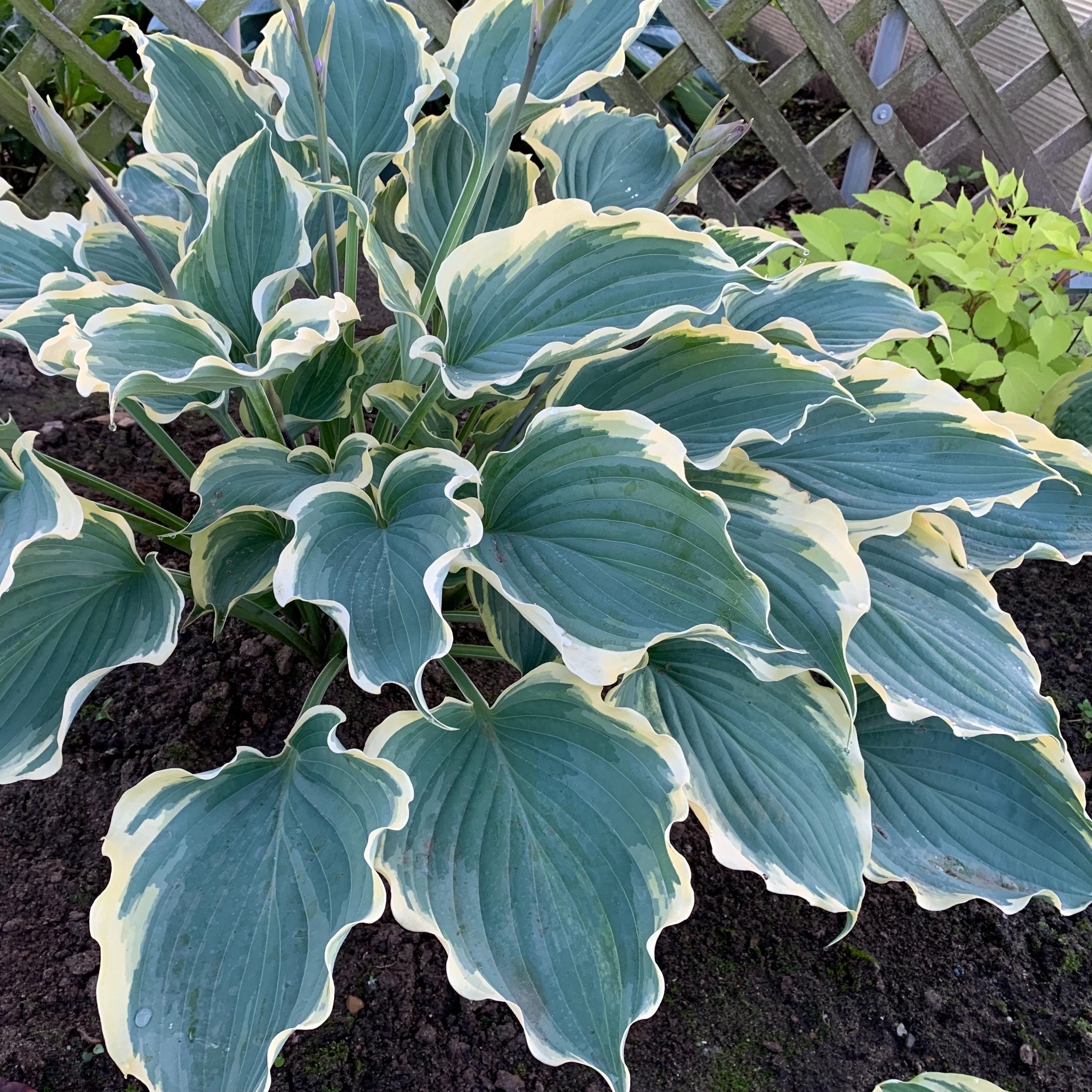 hosta HOPE SPRINGS ETERNAL large wavy blue horizontal new Proven Winners perennial = 1 Potted Garden Plant