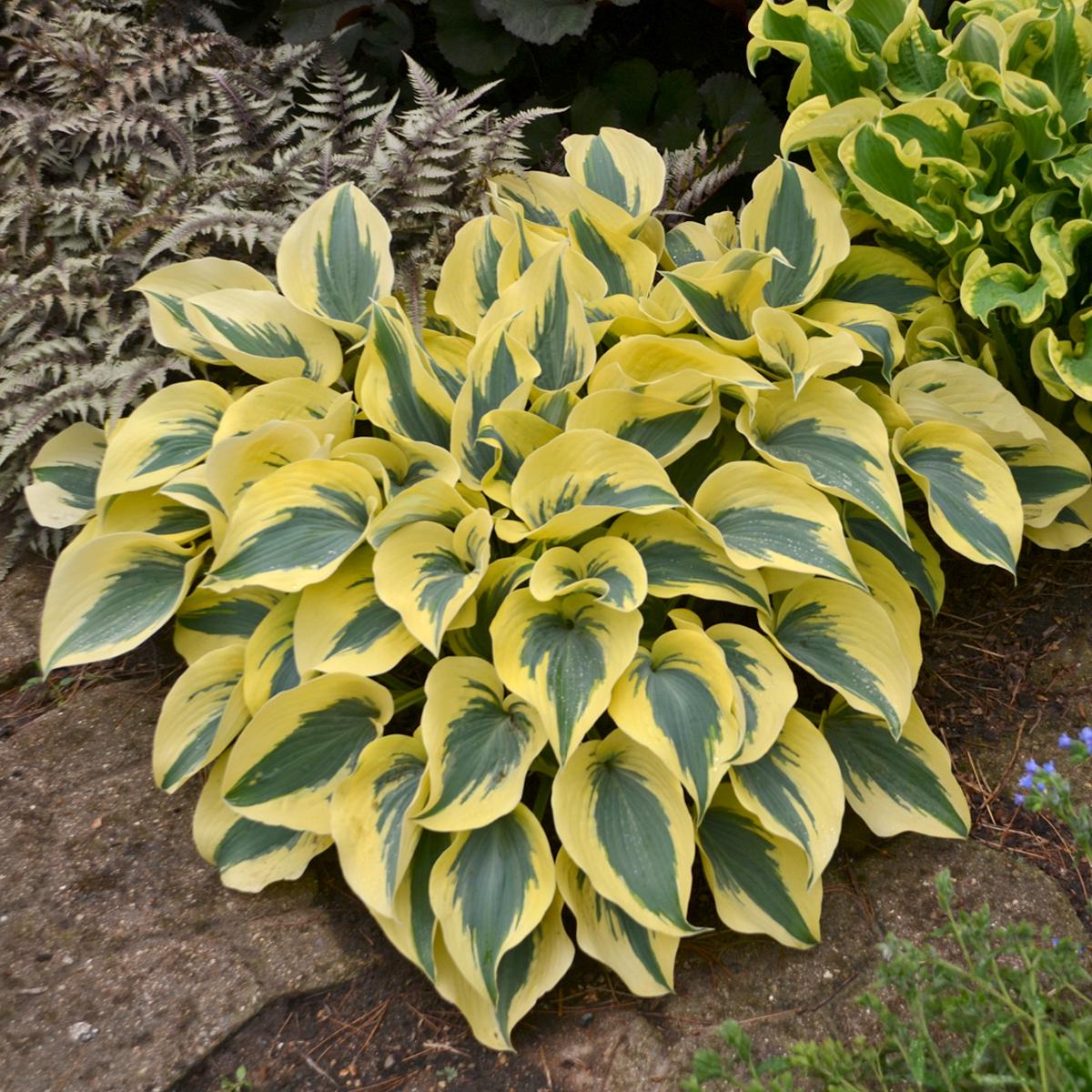 hosta AUTUMN FROST small thick unique slug resistant striking blue green yellow perennial = 1 Potted Garden Plant