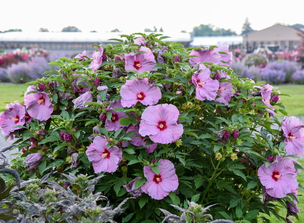 hibiscus LILAC CRUSH pink stunning lavender Proven Winners Summerific flowers shrub hardy perennial = 1 Potted Garden Plant