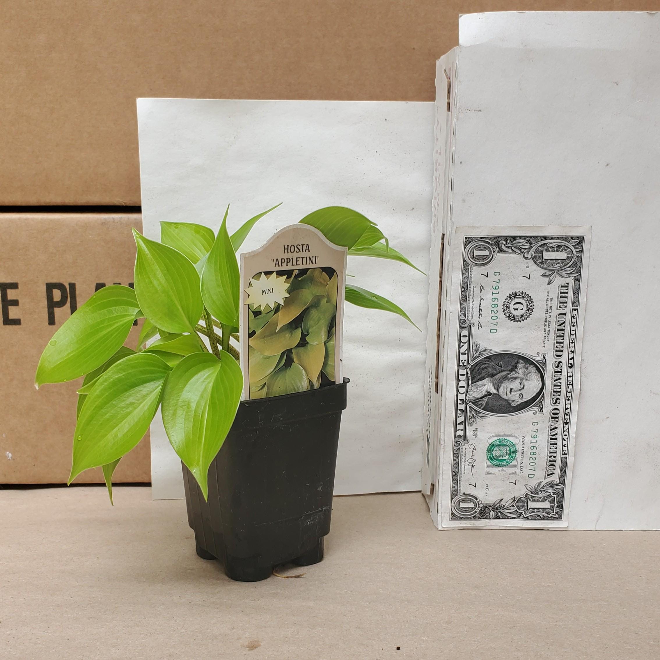 hosta APPLETINI mini rare tiny yellow shiny gold vigorous fast little perennial = 1 Potted Garden Plant