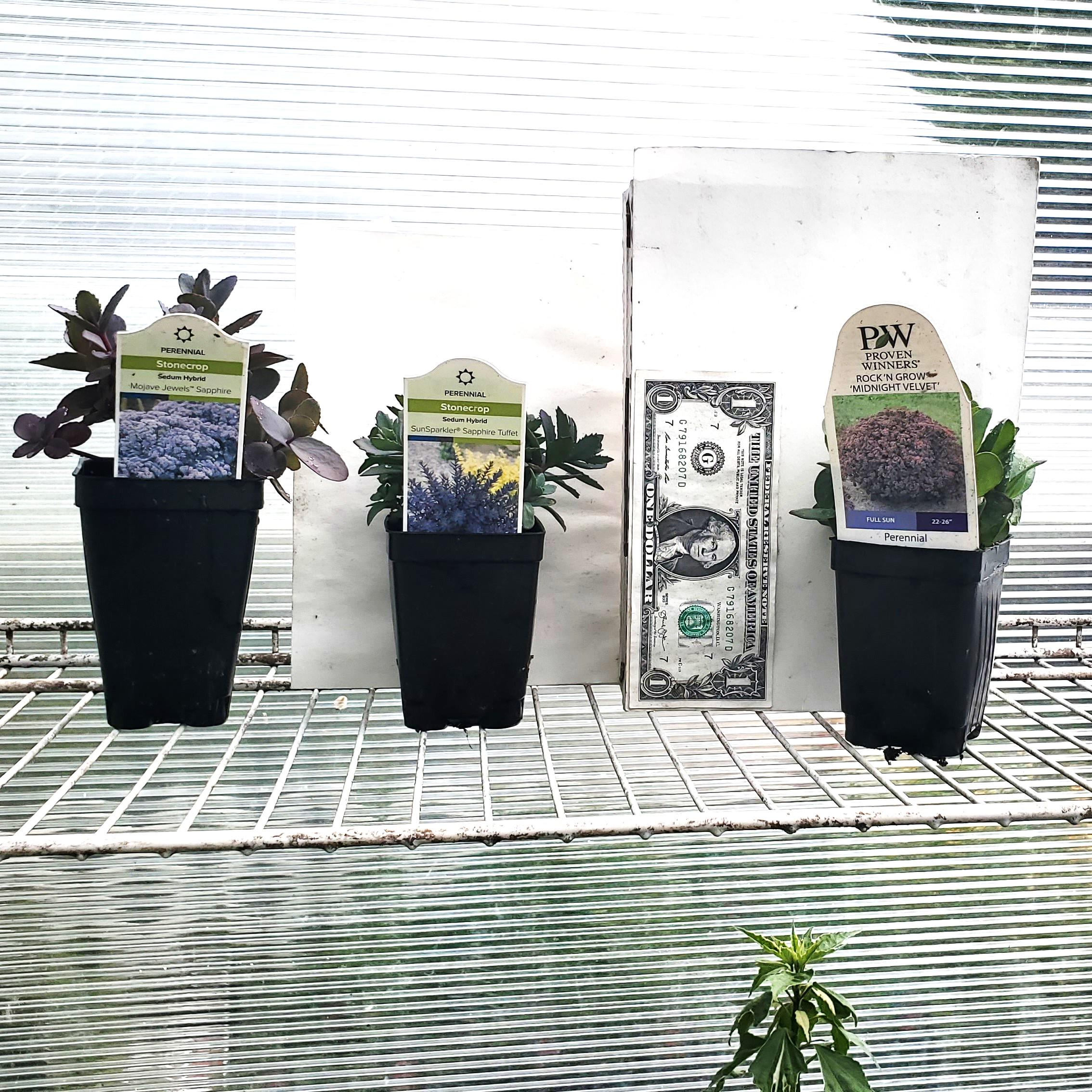 sedum SAPPHIRE TUFFET purple blue pink arching stonecrop succulent SunSparkler thick hardy perennial = 1 Potted Garden Plant
