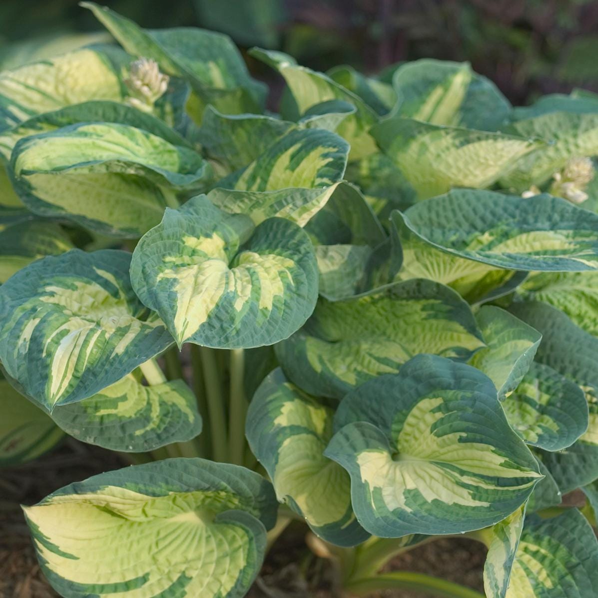 hosta GREAT EXPECTATIONS large classic thick popular Elegans sport roots hostas perennial = 1 Potted Garden Plant