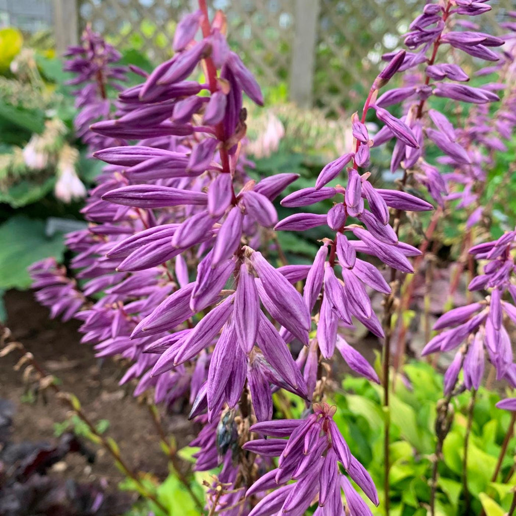 hosta TIME IN A BOTTLE small yellow gold flowers fast wavy rippled new shade perennial = 1 Potted Garden Plant