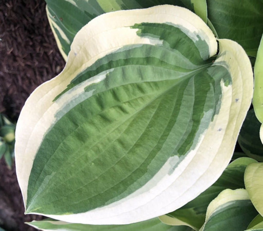hosta BLAZING SADDLES medium rare big fast wavy disease-free Blue Umbrellas sport = 1 Potted Garden Plant