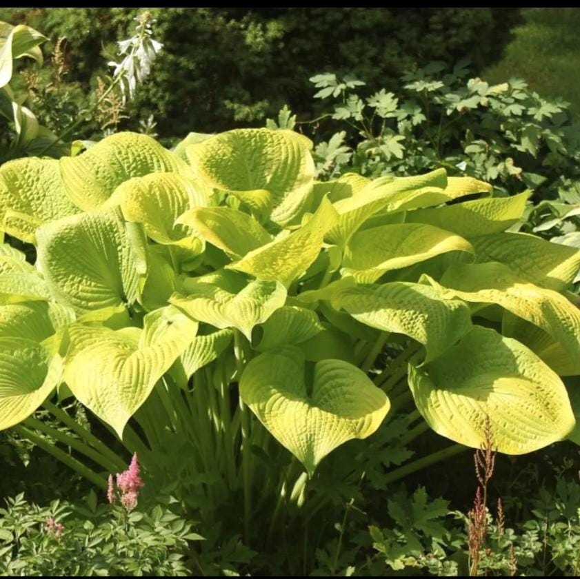 hosta GOLD ELATION large unusual new rare gold yellow pot perennial = 1 Potted Garden Plant
