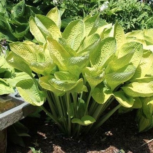 hosta WORLD CUP medium upright gold hardy perennial = 1 Potted Garden Plant
