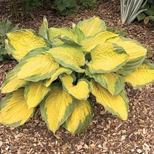 hosta CAPTAIN KIRK medium gold thick yellow award winner tetraploid color changer perennial = 1 Potted Garden Plant
