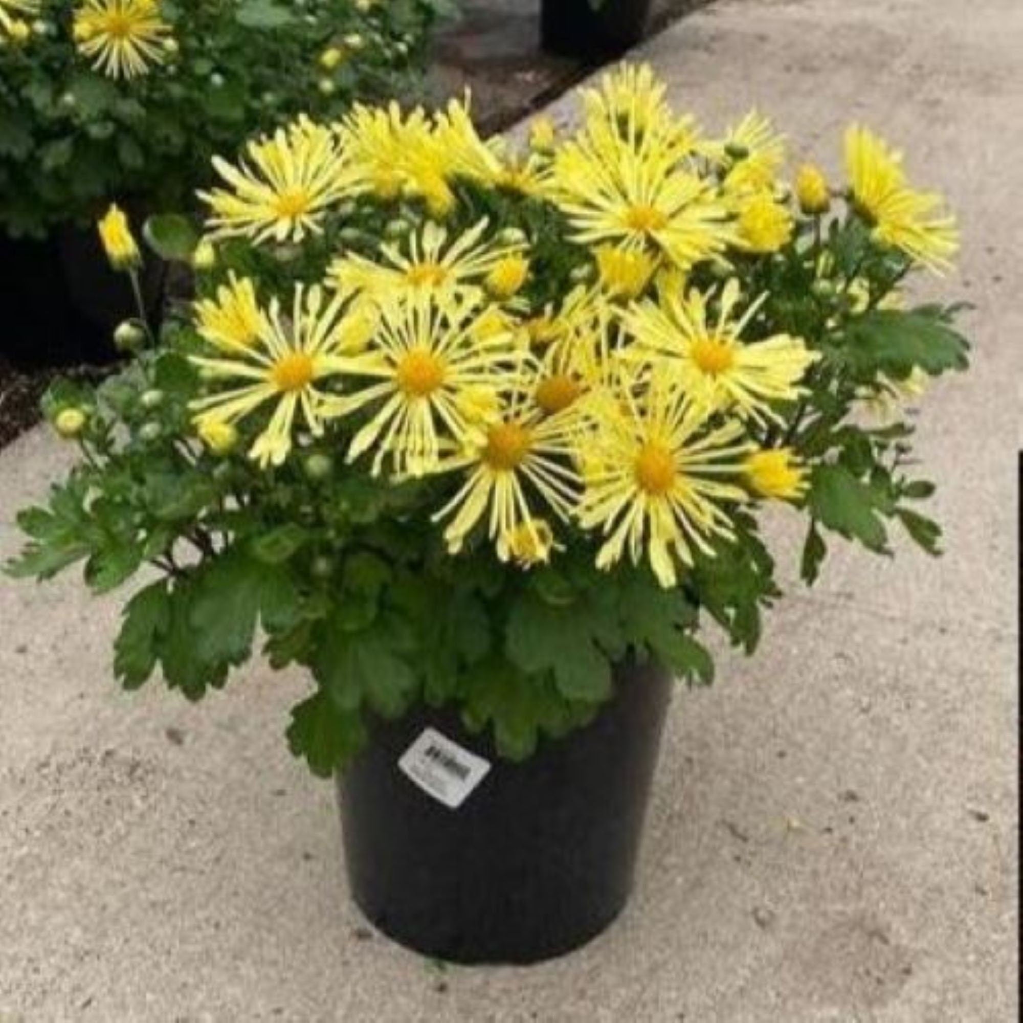 mum Mammoth YELLOW QUILL daisy frilly flowers chrysanthemum hardy perennial = 1 Potted Garden Plant