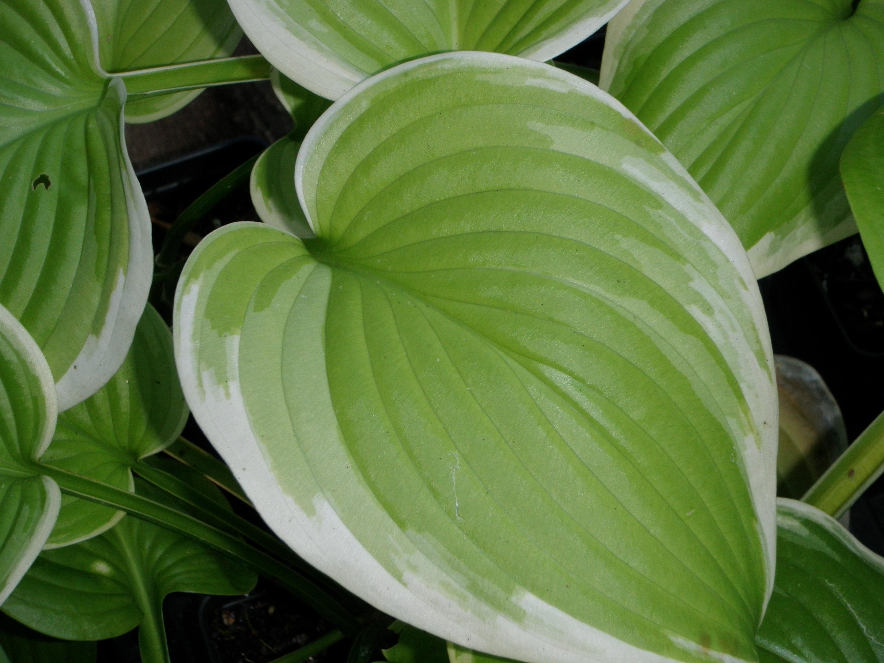 hosta FRAGRANT BOUQUET medium fragrant fast dense blue ribbon disease-free 2.5" pot = 1 Potted Garden Plant
