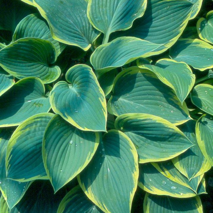 hosta FROST GIANT large seldom seen yellow rare heart shaped stately thick blue perennial = 1 Potted Garden Plant