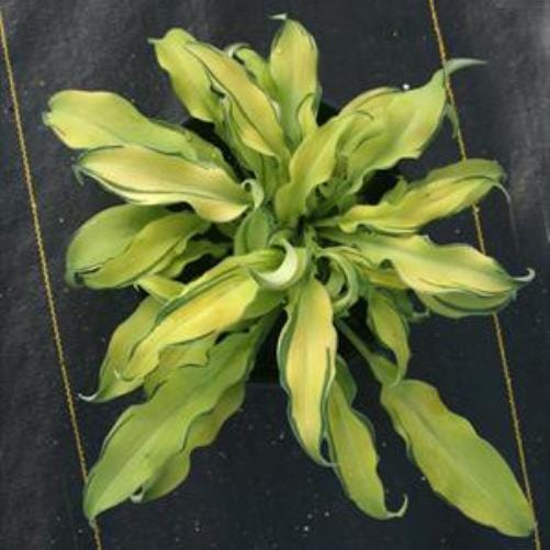 hosta RIPPLE EFFECT small rare thick wavy colorful gold corrugated disease-free twisted = 1 Live Potted Plant