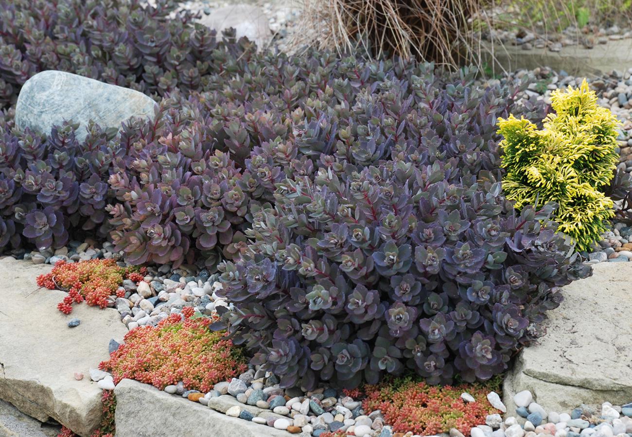 sedum DAZZLEBERRY Sunsparkler stonecrop blue grey succulent flower short compact hardy perennial = 1 Potted Garden Plant