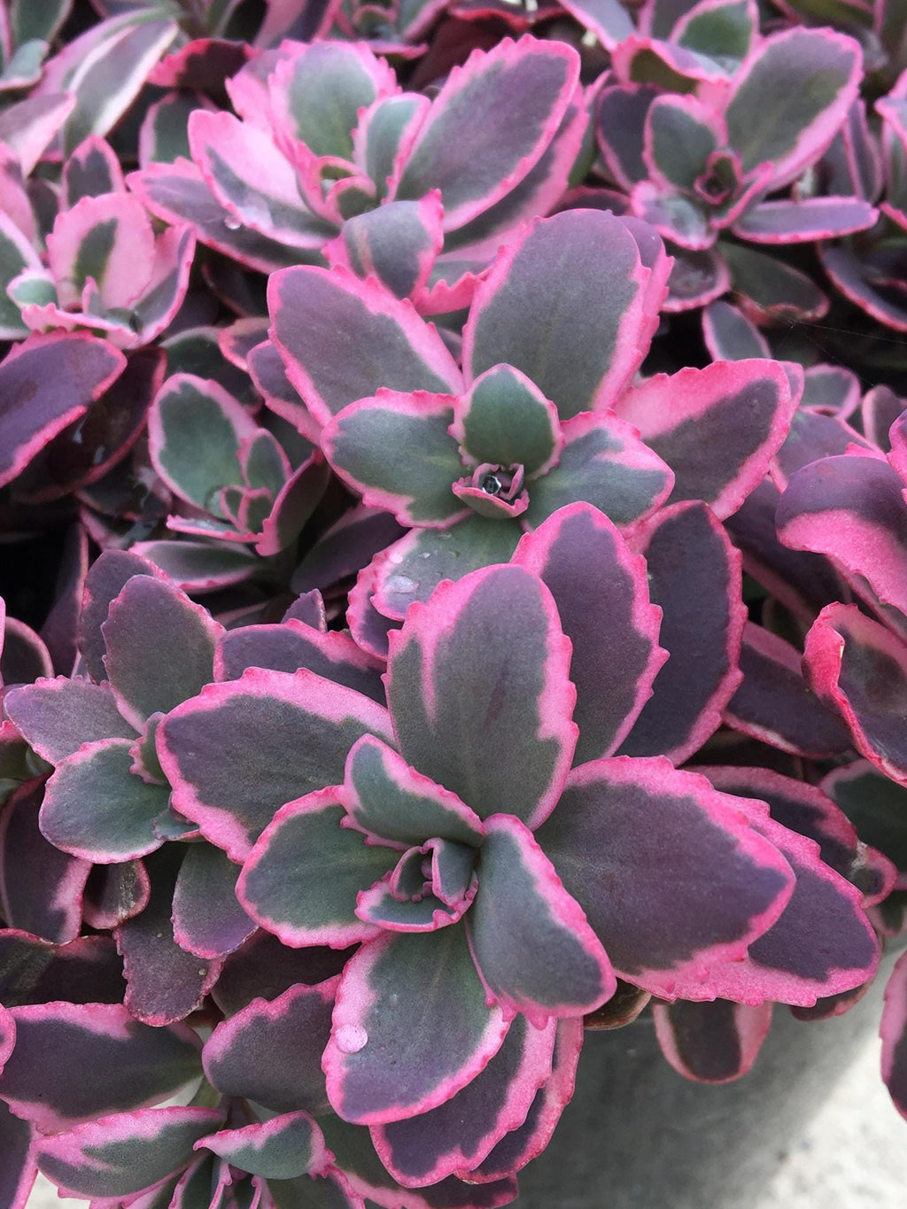 sedum DREAM DAZZLER Sunsparkler stonecrop succulent vibrant pink purple short compact new hardy perennial = 1 Potted Garden Plant