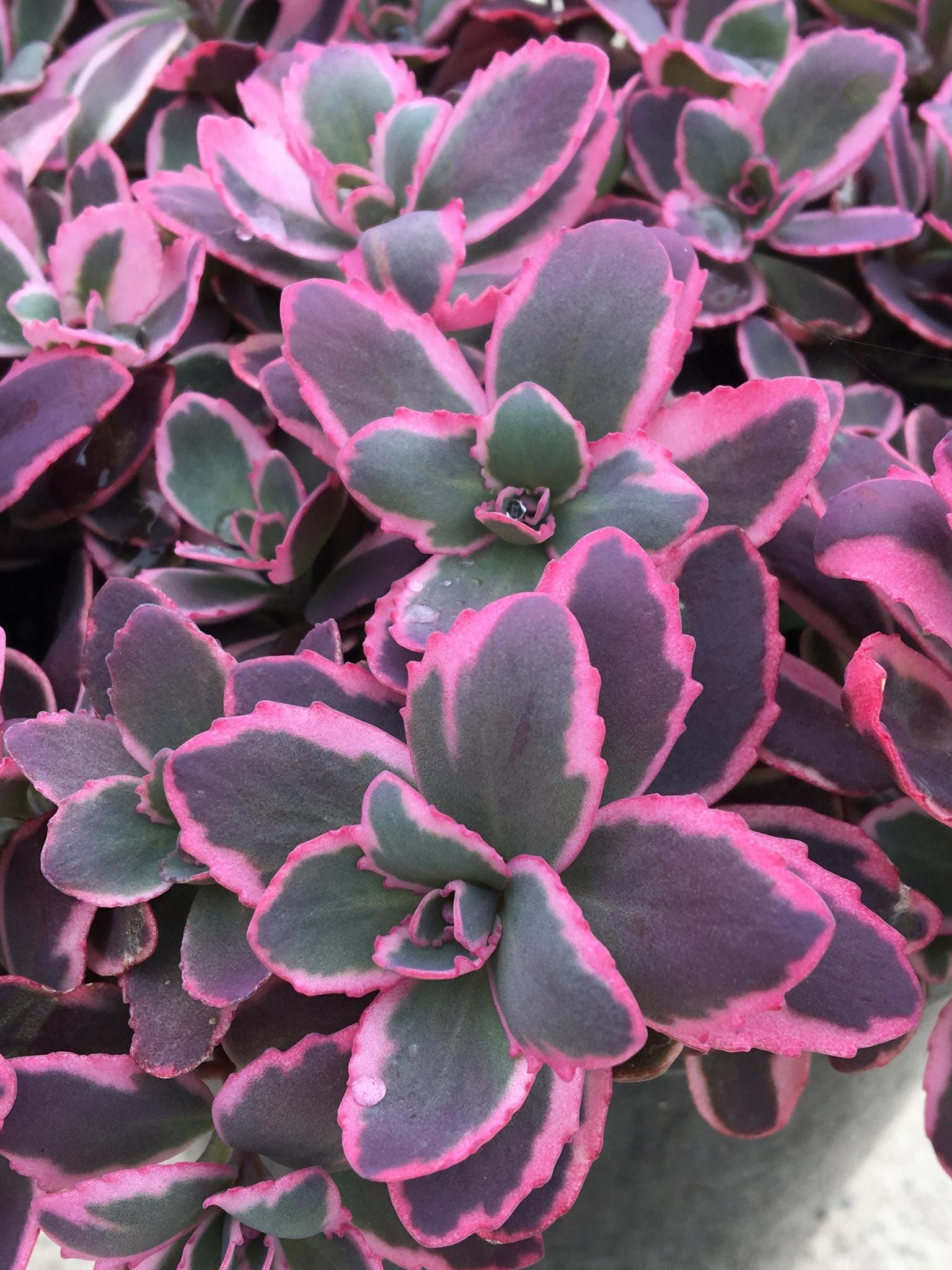 sedum DREAM DAZZLER Sunsparkler stonecrop succulent vibrant pink purple short compact new hardy perennial = 1 Potted Garden Plant