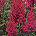 Astilbe LOWLANDS RUBY RED sun early flower cherry red false spirea hardy perennial = 1 Potted Garden Plant
