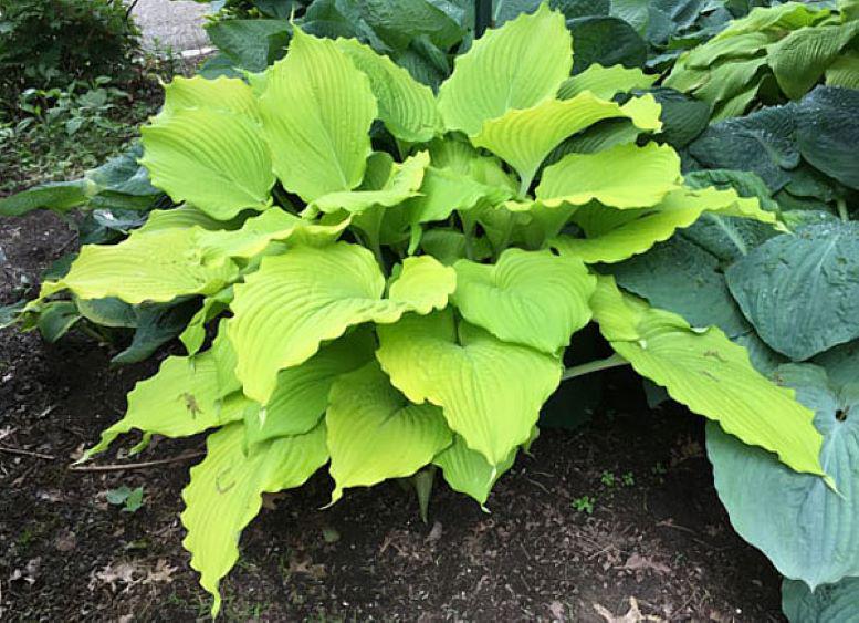 hosta THE TROPHY WIFE large unusual gold giant yellow new rare ruffled pot perennial = 1 Potted Garden Plant