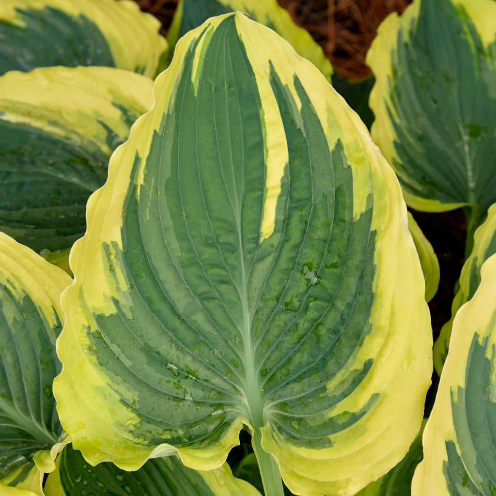 hosta TRENDSETTER small pot wavy yellow colorful ruffled disease-free = 1 Live Potted Garden Plant