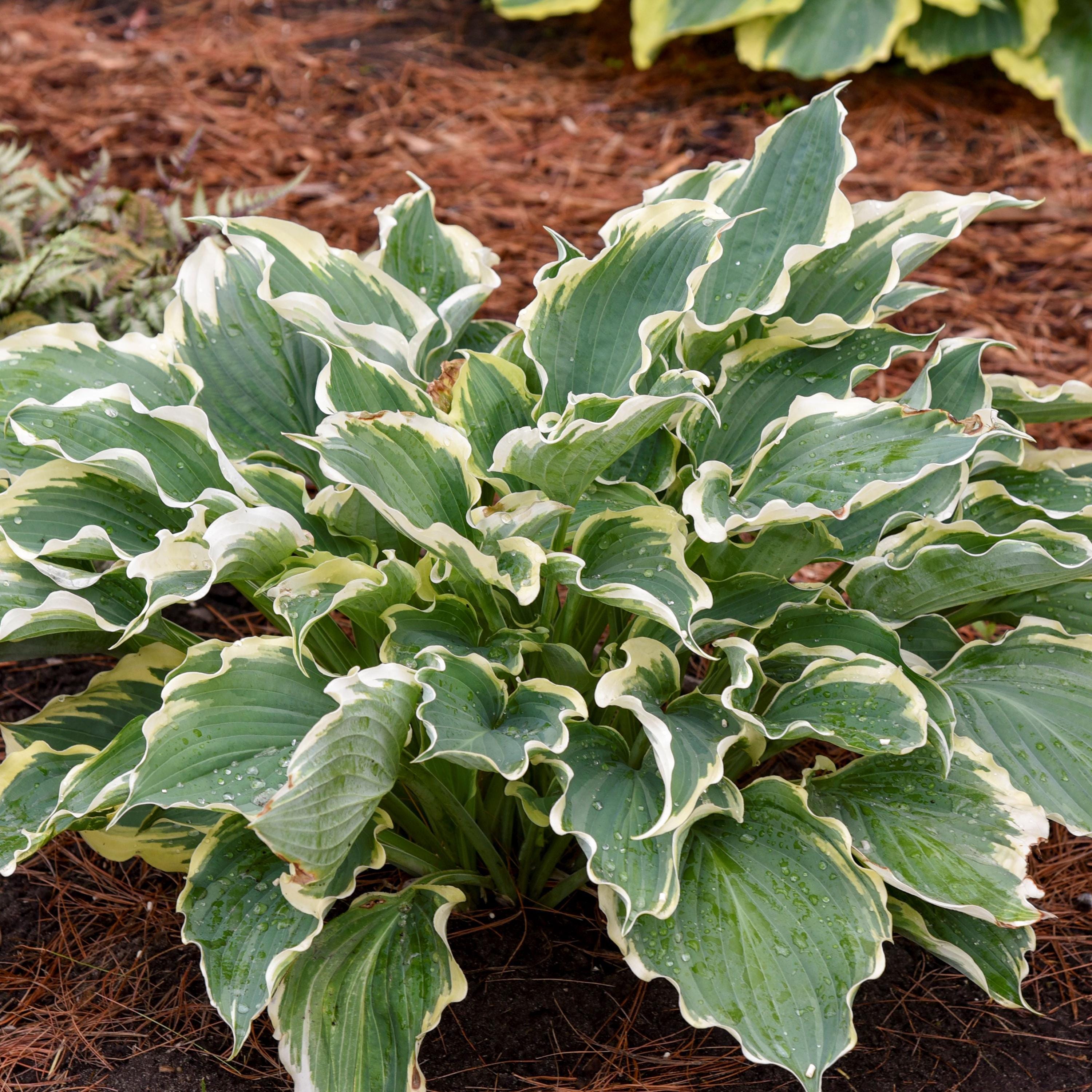 hosta HOPE SPRINGS ETERNAL large wavy blue horizontal new Proven Winners perennial = 1 Potted Garden Plant