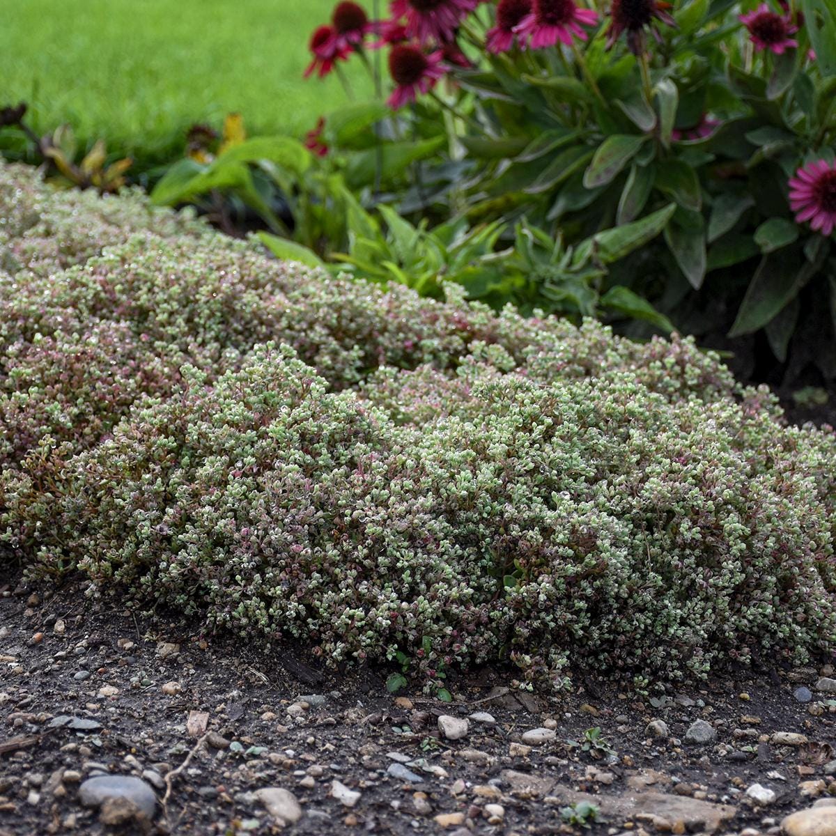 sedum STEEL THE SHOW low mound stonecrop succulent thick hardy perennial = 1 Potted Garden Plant
