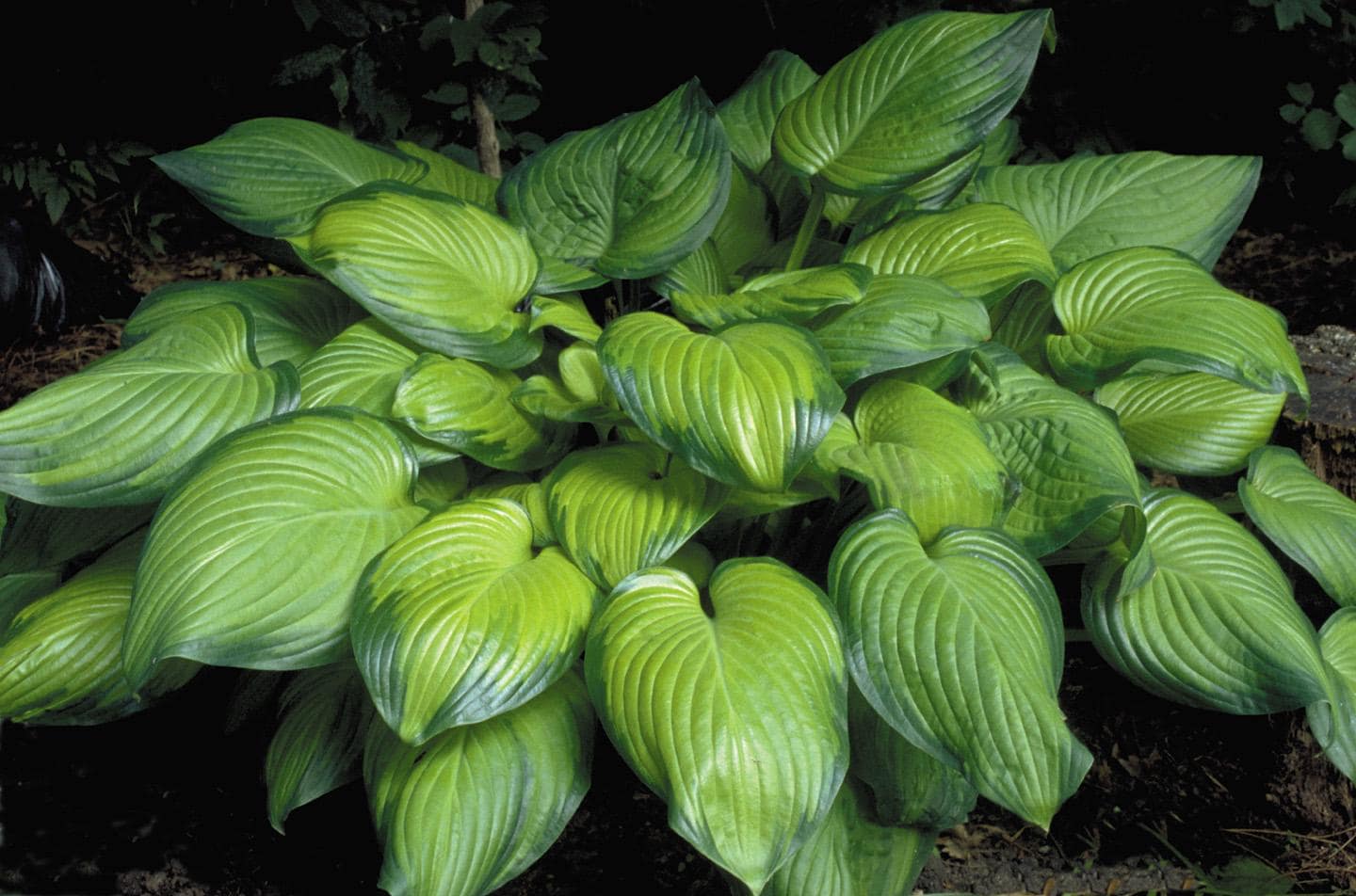 hosta GUACAMOLE large fragrant flowers sun tolerant Designer fast award winning perennial = 1 Potted Garden Plant