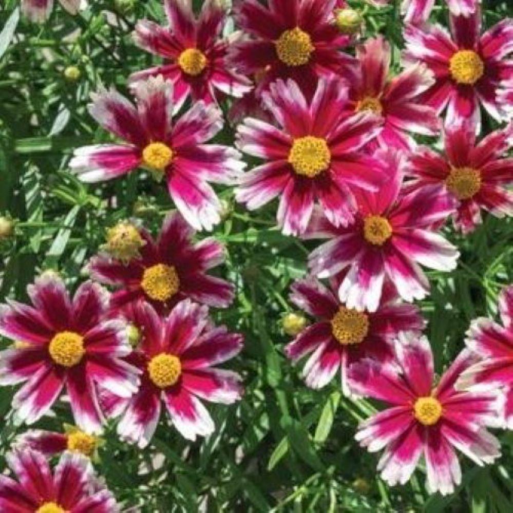 coreopsis CANDY STRIPES Lil Bang native red frosted hardy perennial = 1 Potted Garden Plant
