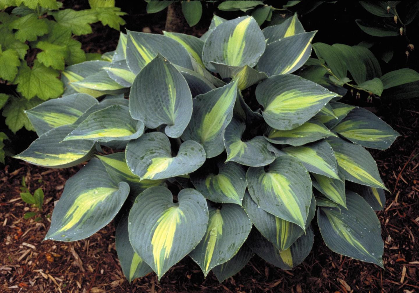 hosta TOUCH OF CLASS small tetraploid June Award winner blue thick disease-free 2.5" pot = 1 Potted Garden Plant