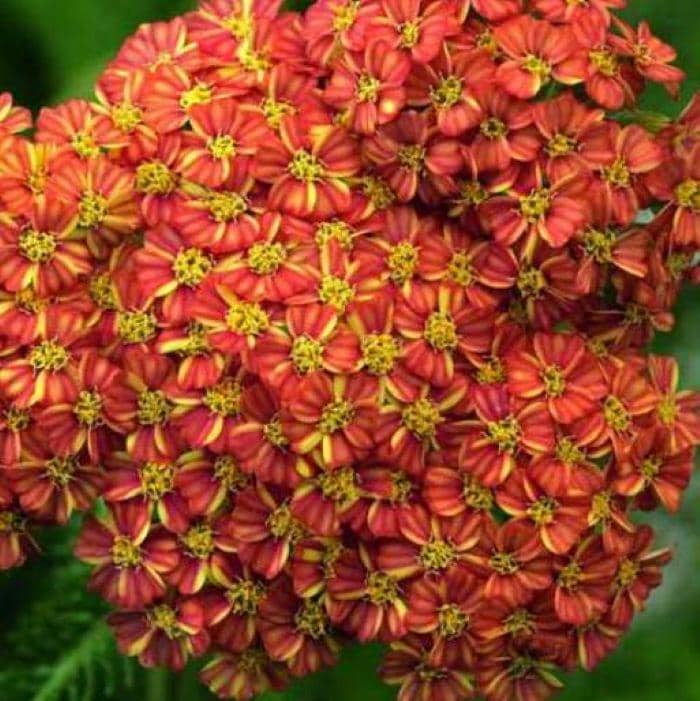 achillea DESERT EVE TERRACOTTA compact orange yarrow fast flowers hardy perennial = 1 Potted [2.5"] Garden Plant