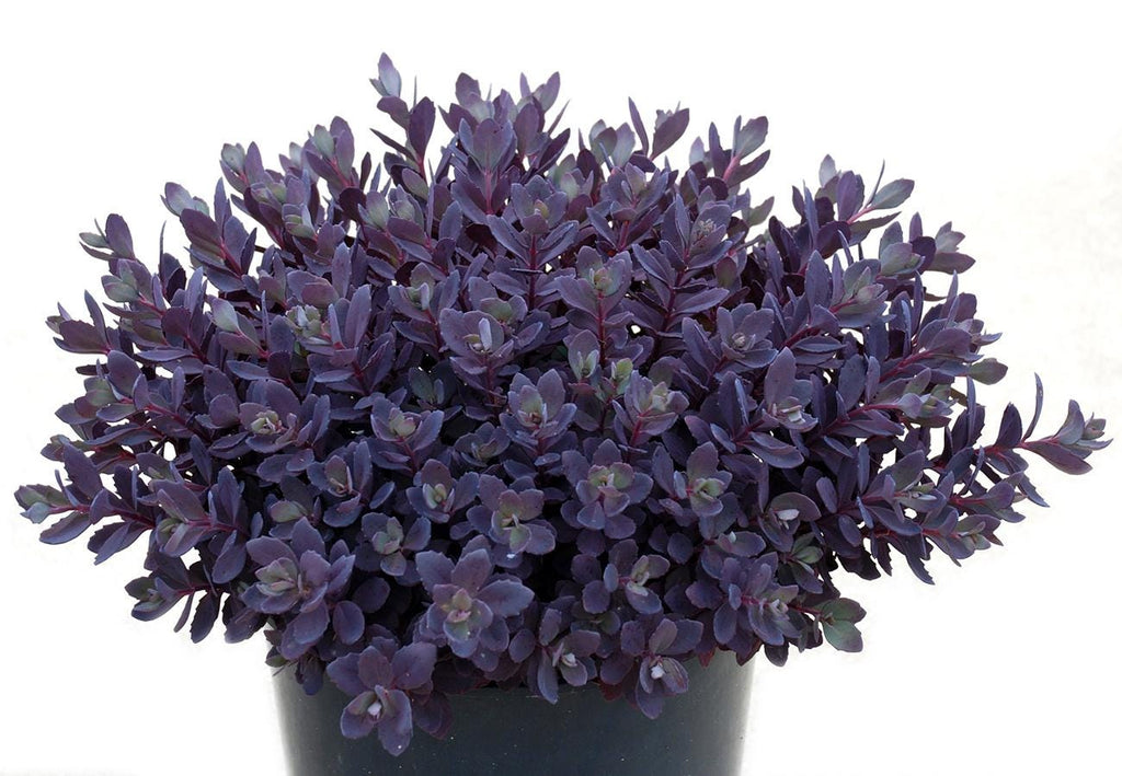 sedum PLUM DAZZLED purple stonecrop succulent groundcover hardy perennial = 1 Potted Garden Plant
