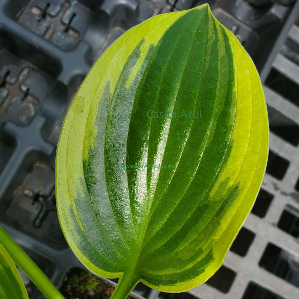 hosta QUEEN JOSEPHINE medium shiny easy classic perennial = 1 Potted Garden Plant