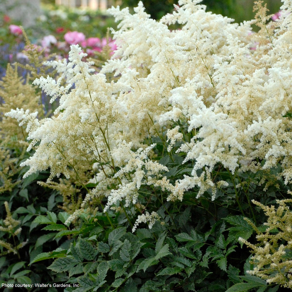 Astilbe DEUTSCHLAND white sun flower japonica hardy perennial = 1 Potted Garden Plant