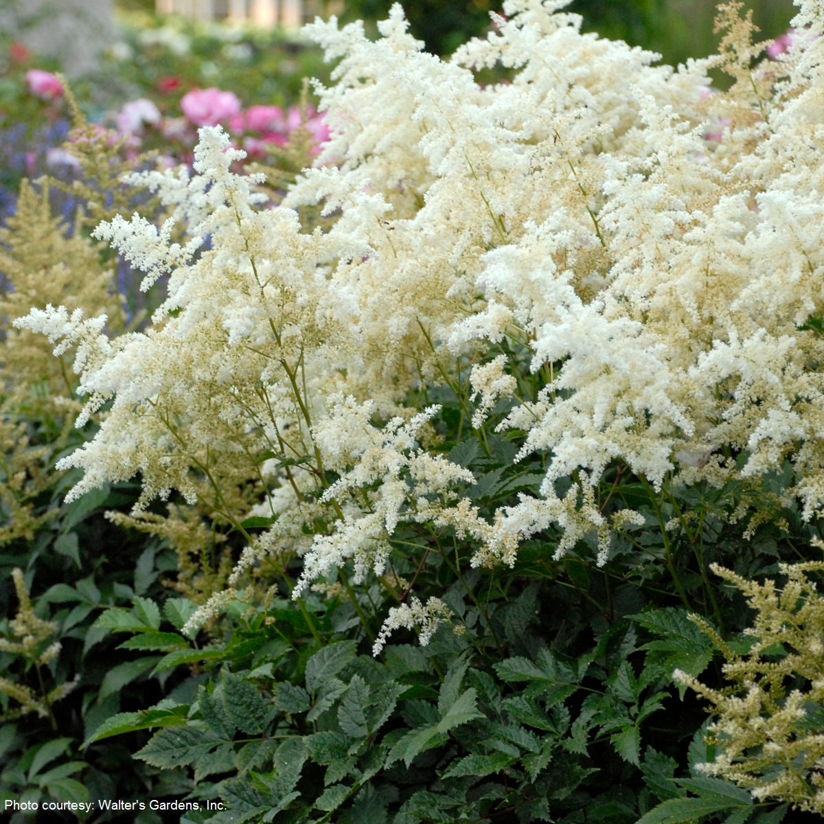 Astilbe DEUTSCHLAND white sun flower japonica hardy perennial = 1 Potted Garden Plant