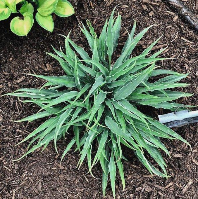 hosta SILVER TWIST mini rare new little very small blue limited perennial = 1 Potted Garden Plant