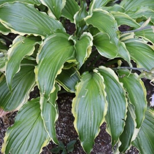 hosta QUICKSAND medium new wavy shiny rare playful perennial = 1 Potted Garden Plant