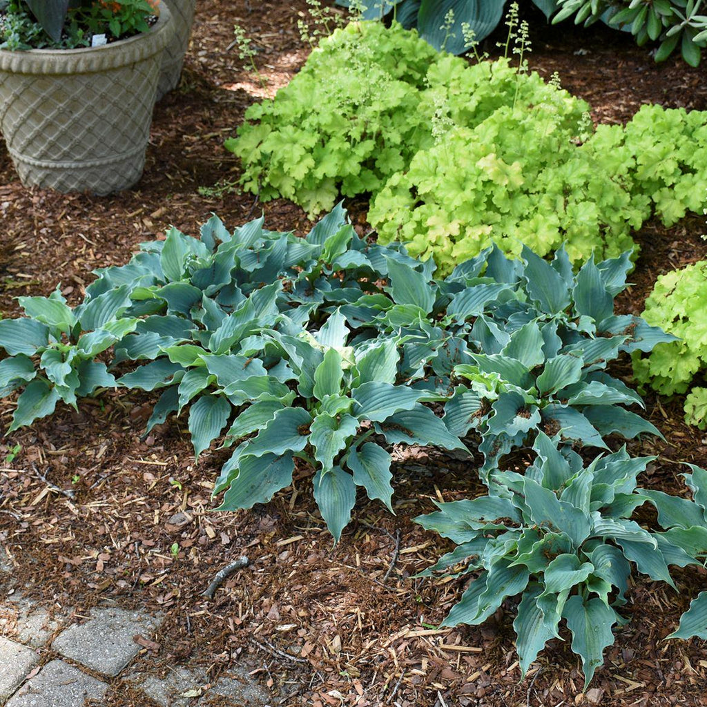 hosta WATERSLIDE small blue Shadowlands healthy wavy ruffled rippled perennial = 1 Potted Garden Plant