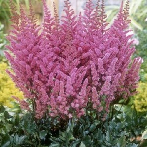 Astilbe MAGGIE DALEY sun flower chinensis false spirea purple hardy perennial = 1 Potted Garden Plant
