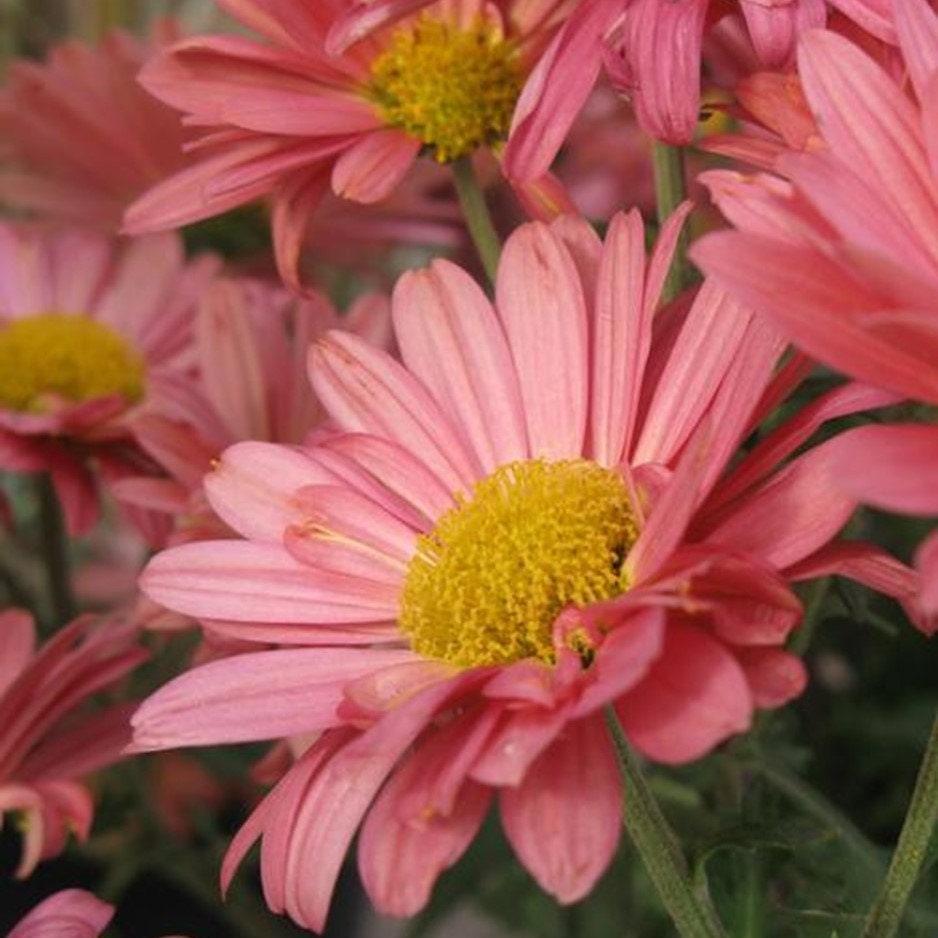 mum Mammoth CORAL DAISY hardy pink chrysanthemum perennial = 1 Potted Garden Plant