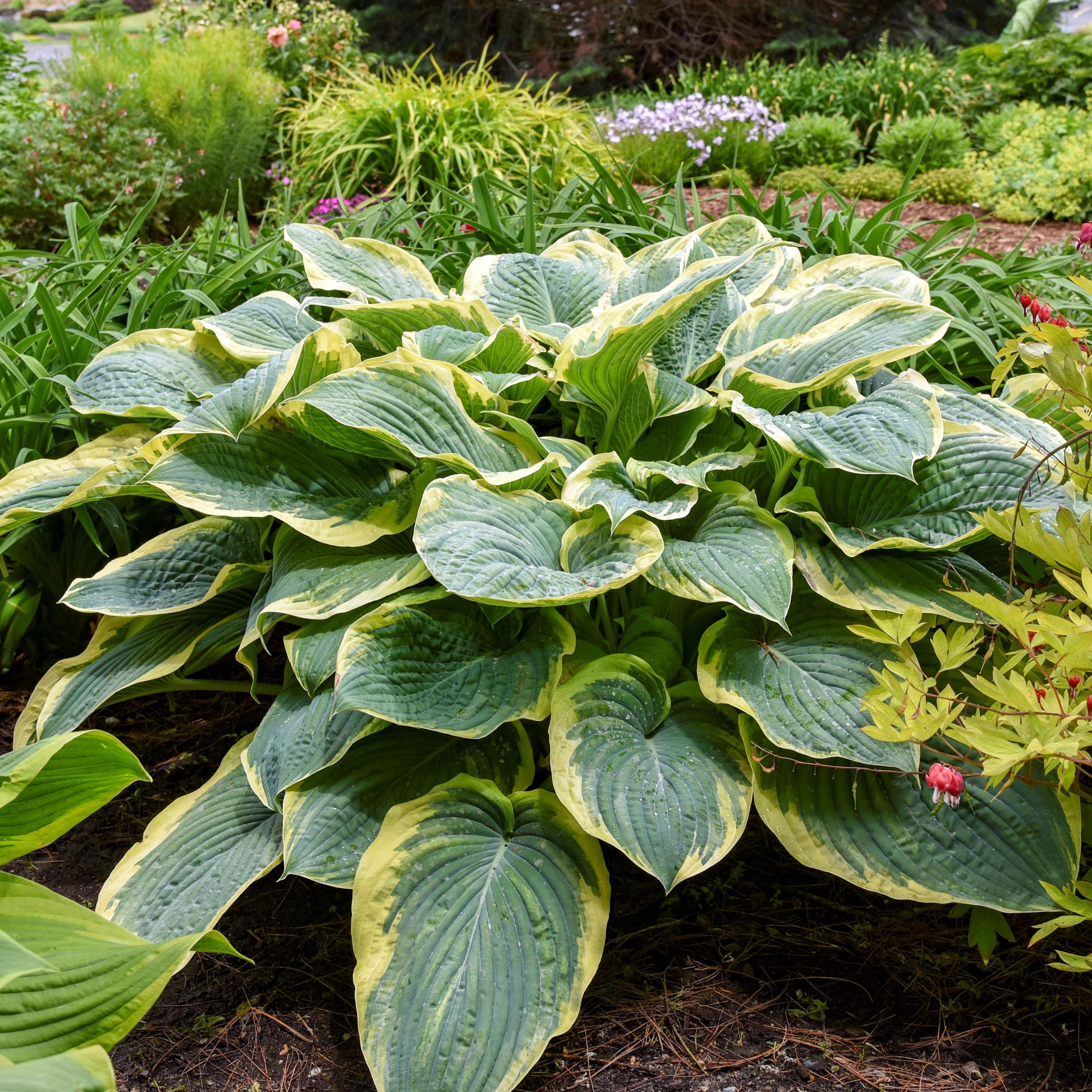 hosta GIGANT0SAURUS large new rare thick Proven Winners corrugated perennial = 1 Potted Garden Plant