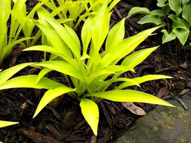 hosta FAIRY DUST new rare mini tiny cute wavy yellow gold narrow healthy little perennial = 1 Potted Garden Plant